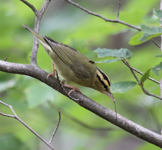 Worm-eating Warbler